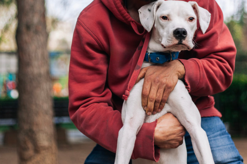 Socialização do Cachorro Dogo Argentino