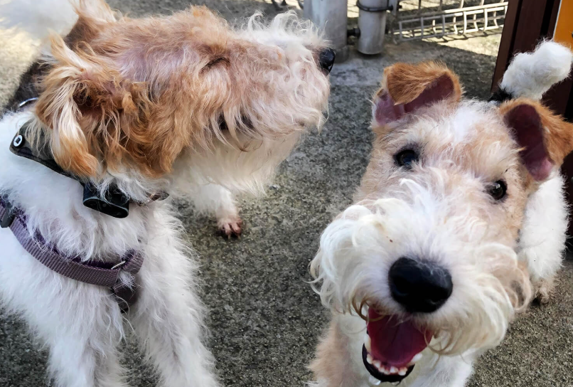 Socialização do Cachorro Fox Terrier