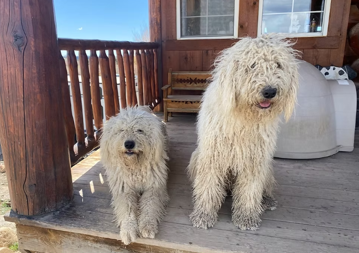 Socialização do Cachorro Komondor