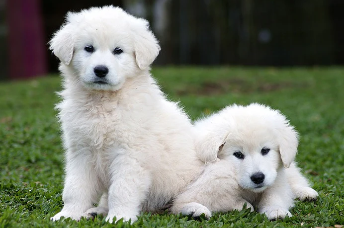 Socialização do Cachorro Kuvasz