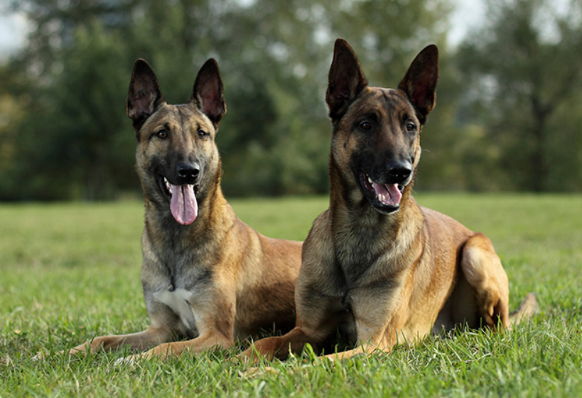 Socialização do Cachorro Pastor Belga Malinois