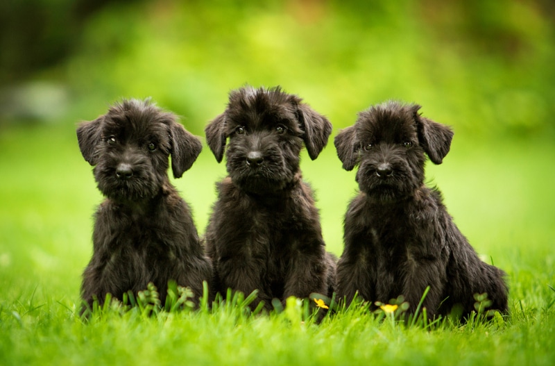 Socialização do Cachorro Schnauzer Gigante