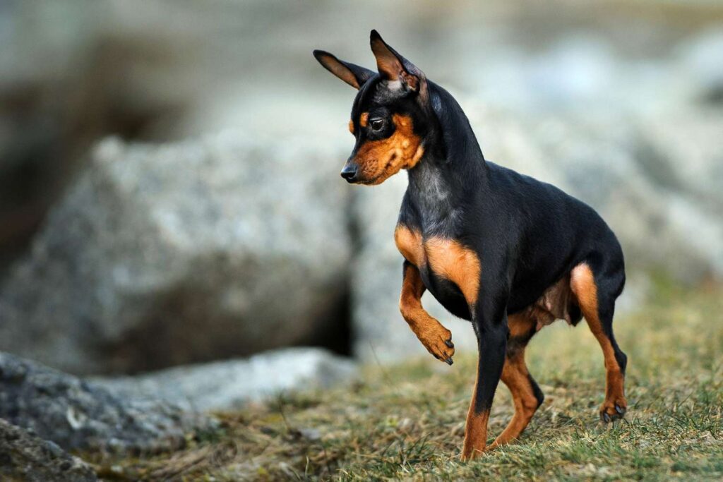 Socializar o cachorro mini