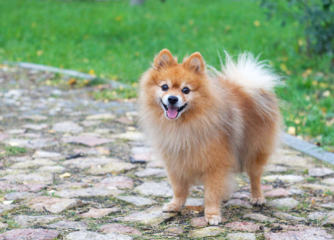 Spitz Alemão no quintal de casa