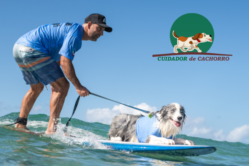 Surf Dog