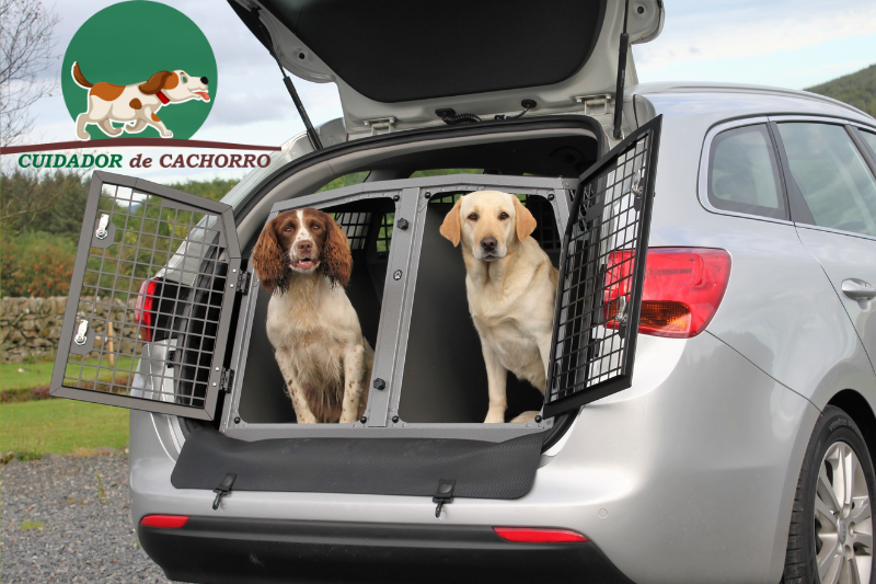 Transporte de pet como levar animal no carro