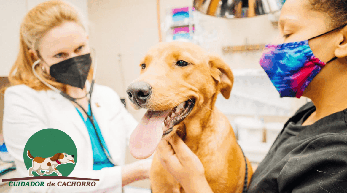 Tratamento de câncer do pet