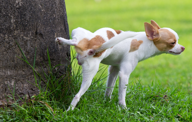 Treinar Seu Cachorro a Fazer Necessidades no Lugar Certo
