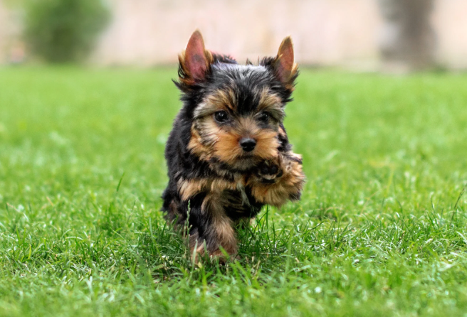 Yorkshire Terrier mini protetor