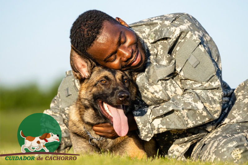 cães militares