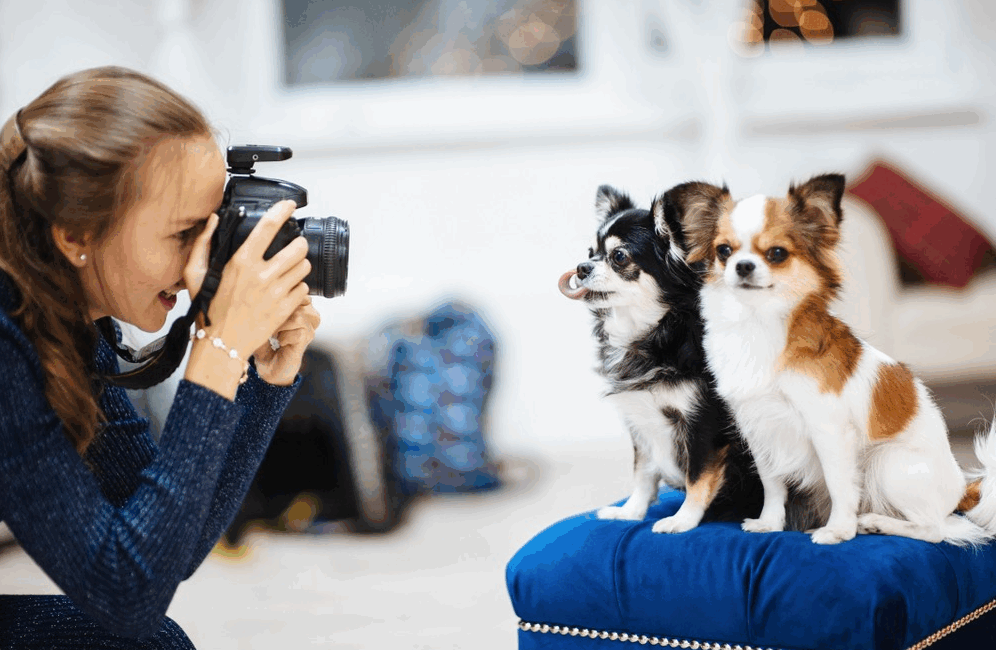 como fotografar seu pet
