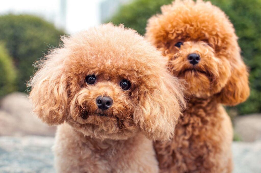 cuidados essenciais com cachorro mini