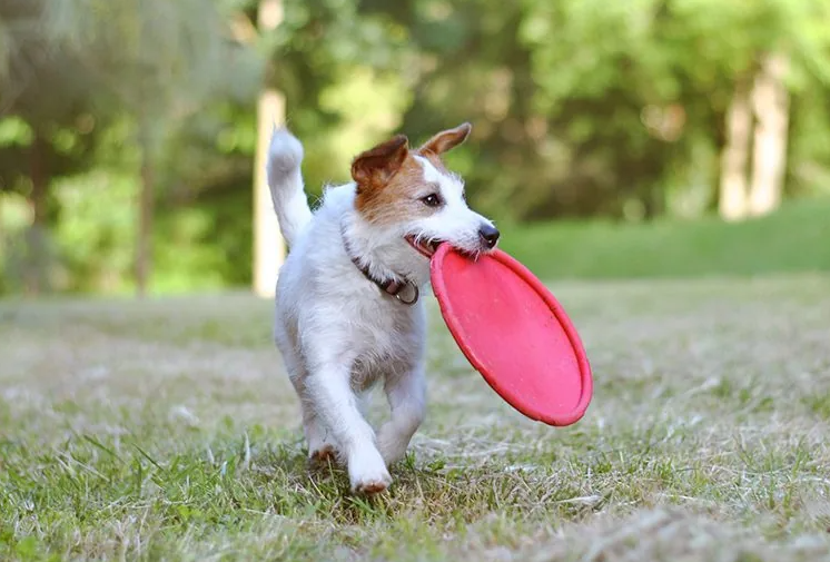 Apresente o frisbee para seu cachorro