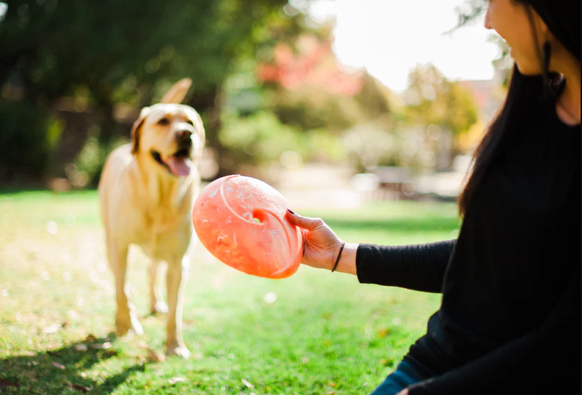 Benefícios de ensinar cachorro a brincar de frisbee 