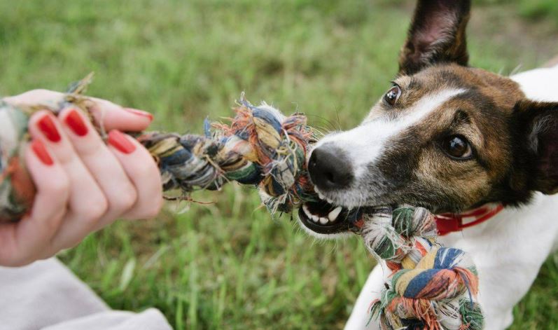 Benefícios do cabo de guerra com cachorro