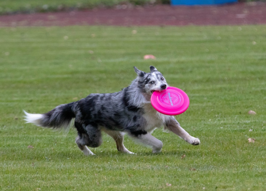 Brincar de frisbee