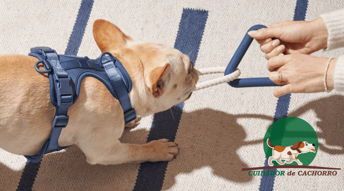 Cabo de guerra com cachorro