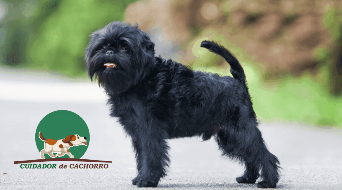 Cachorro Affenpinscher