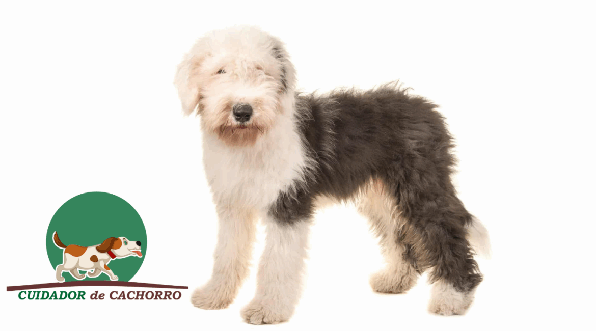 Cachorro Bobtail
