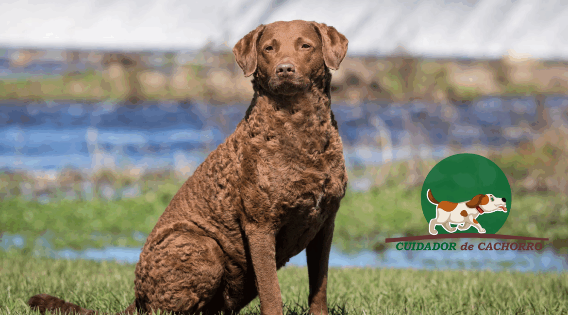 Cachorro Chesapeake Bay Retriever