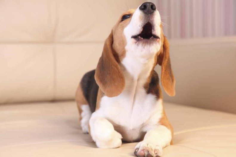 Cachorro Choramingando