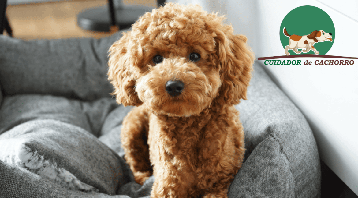 Cachorro Poodle Toy