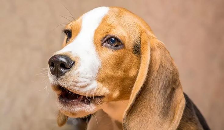 Cães com orelhas caídas