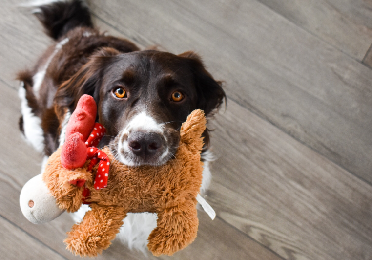 Cão brincando com urso na boca