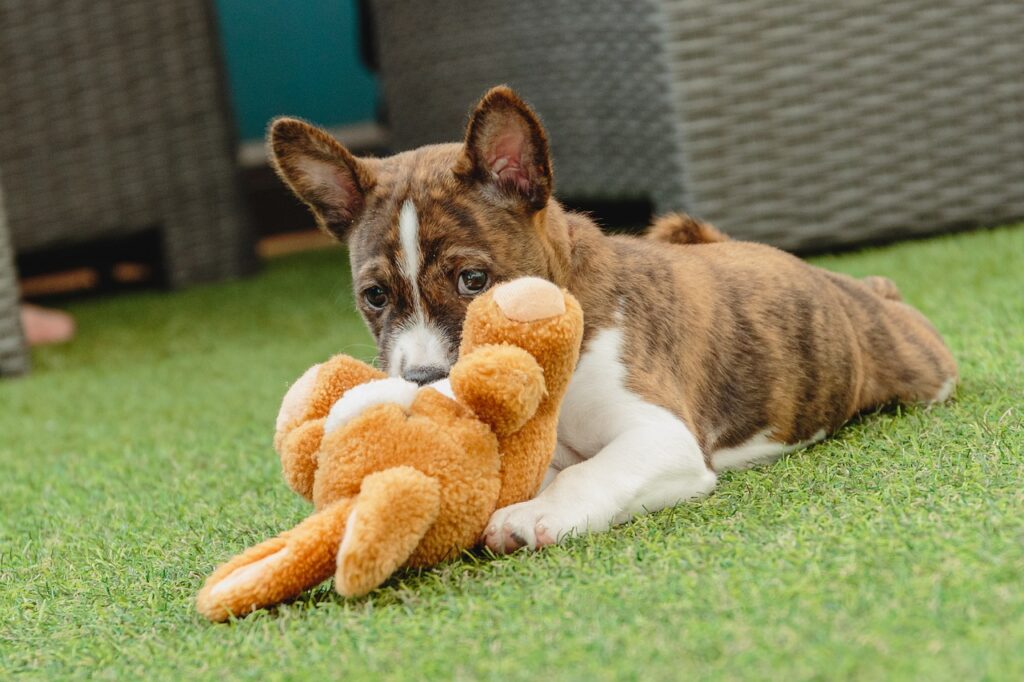 Cão se divertindo com urso de pelucia