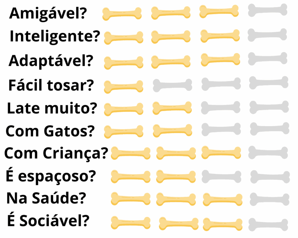 Caracteristicas-Fisicas-Cachorro-Chesapeake-Bay-Retriever
