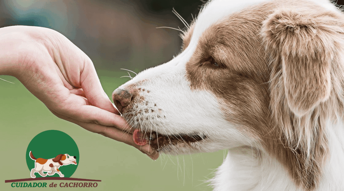 Como recompensar os cães corretamente