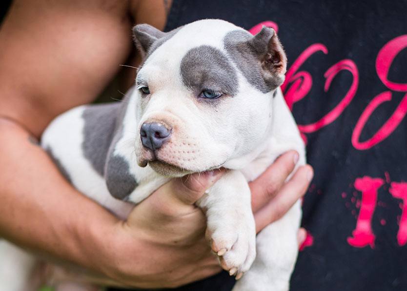 Filhote pitbull