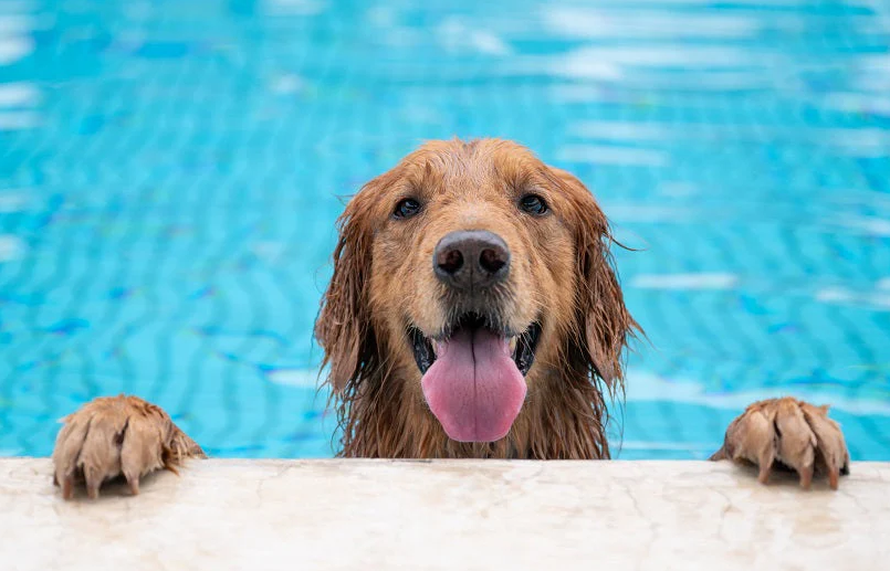 Golden nadando na piscina