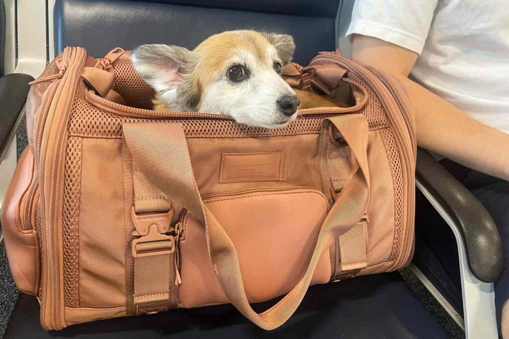 Leve seu cachorro em segurança para viagens