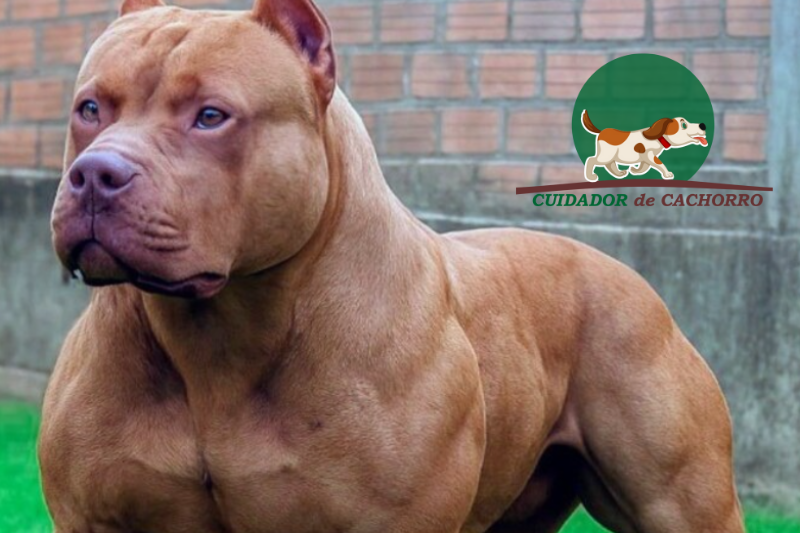 Pit Monster