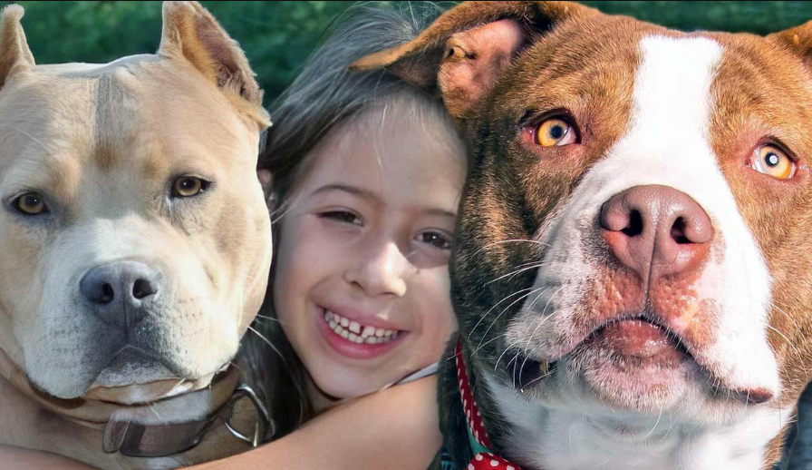 Pitbull com a familia