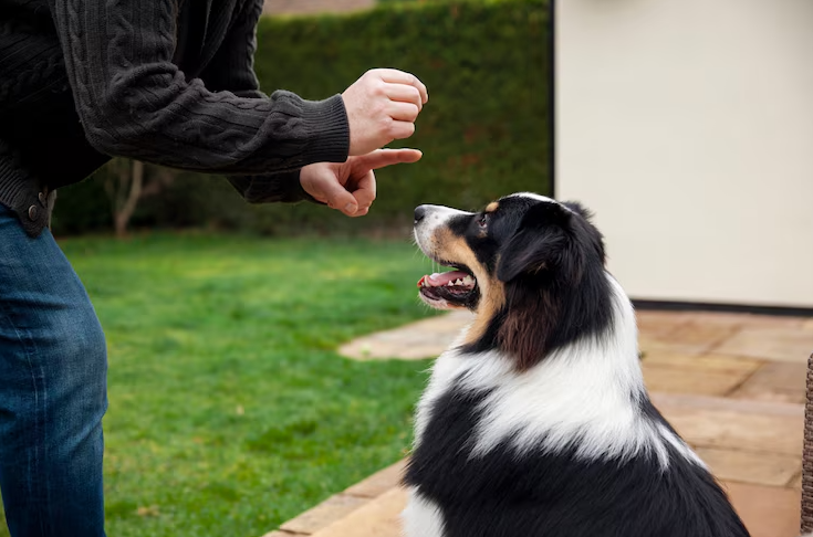 Recompensar os cães corretamente sem exageros