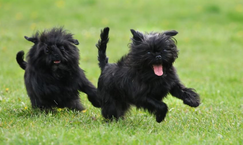 Socialização do Cachorro Affenpinscher