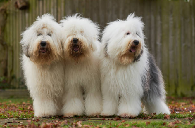 Socialização do Cachorro Bobtail