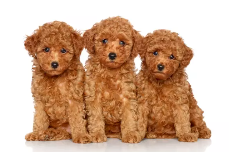Socialização do cachorro Poodle Toy