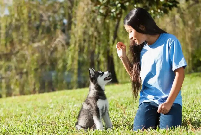 Treinamento de comandos com cachorro