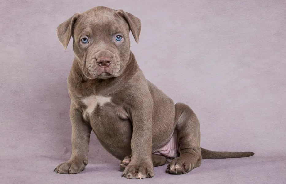 Treinar pitbull filhote