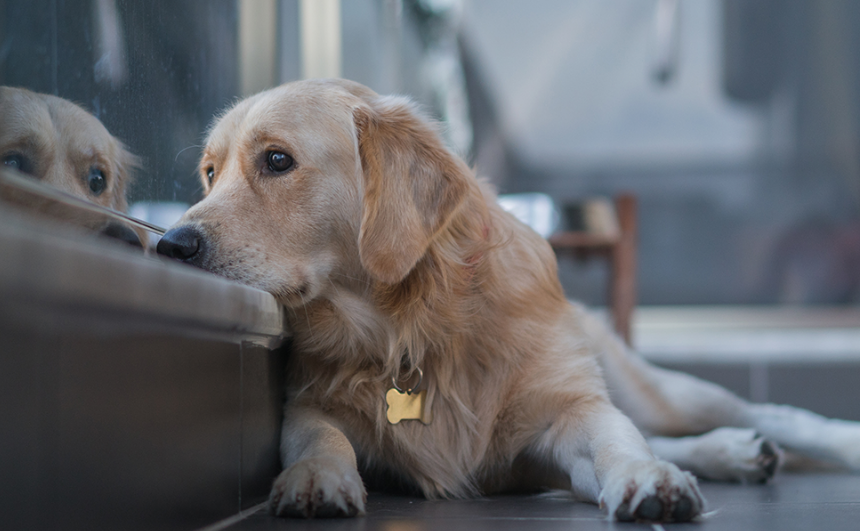 cachorro chora quando fica sozinho