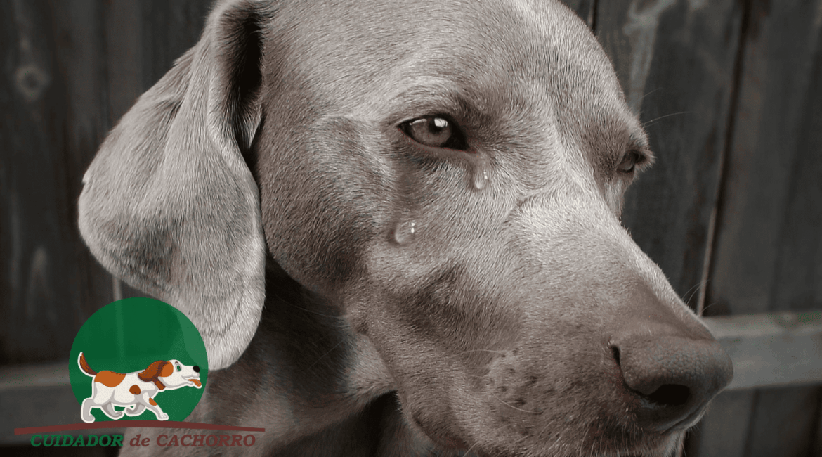 cachorro chora quando fica sozinho