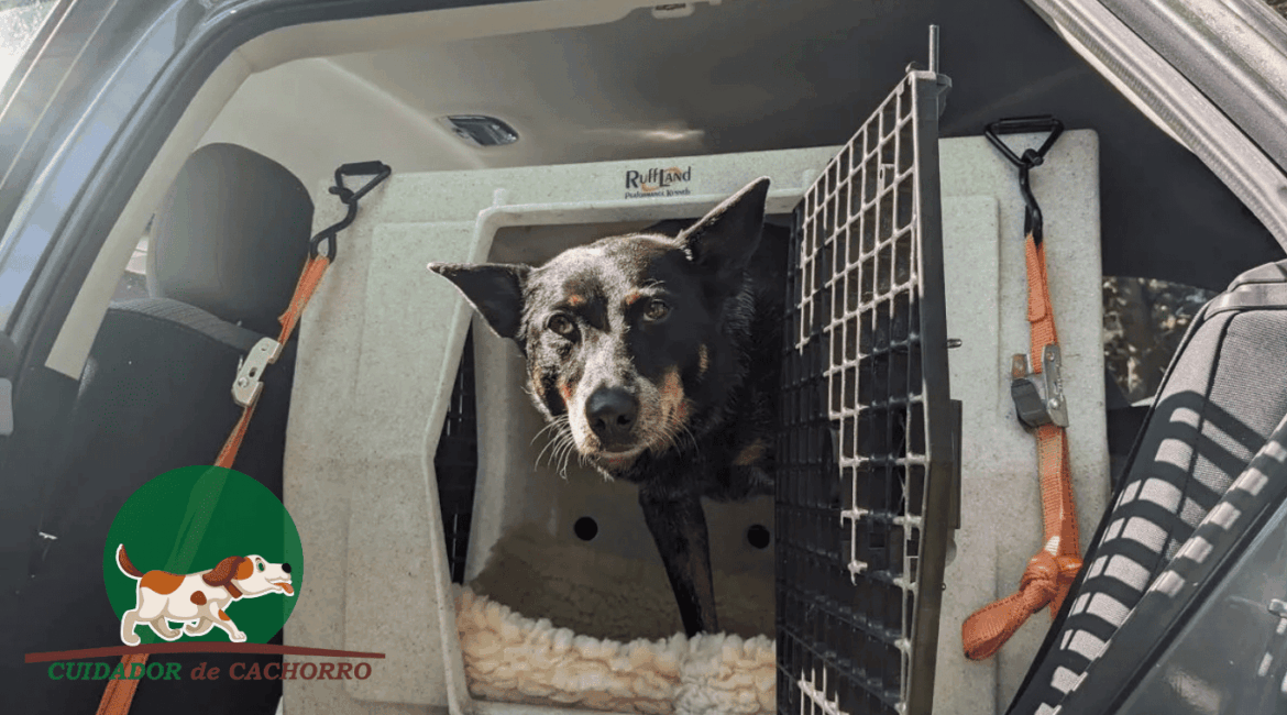 caixa de transporte para cachorro