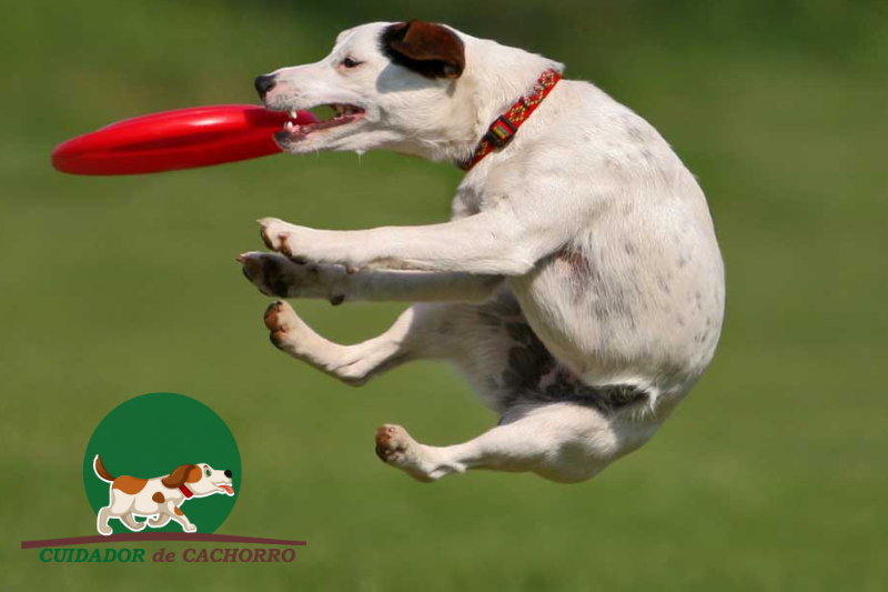ensinar cachorro a brincar de frisbee