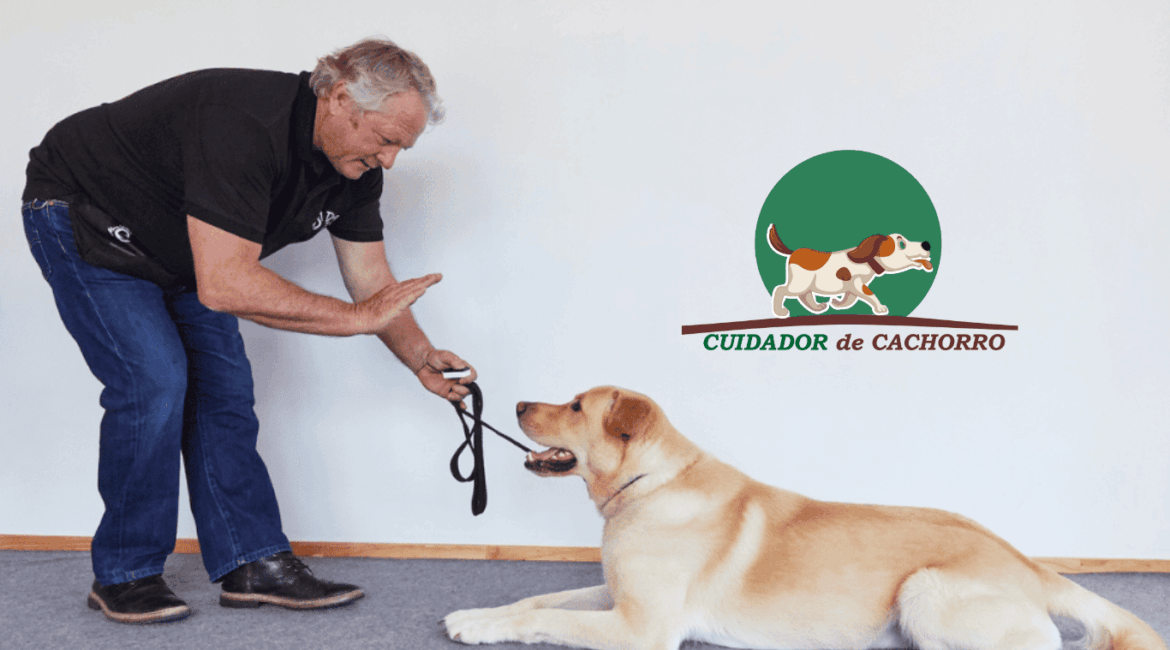 ensinar o comando fica