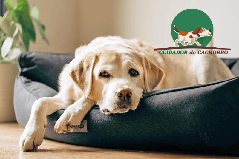 sinais do humor do cão