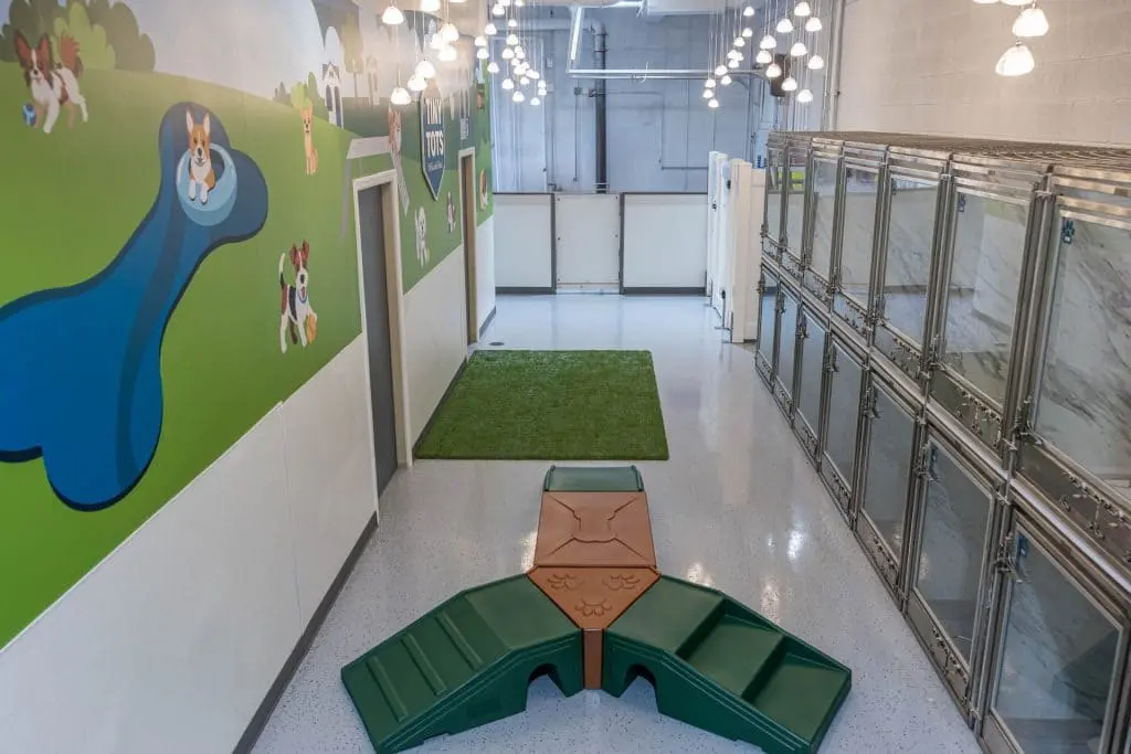 Hospedagem para cães durante as férias perto de mim