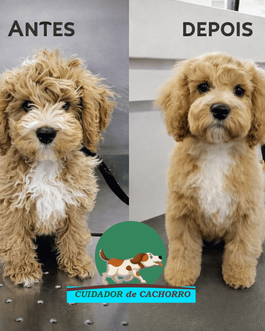 Resultado do antes e depois da tosa em cachorro com acabamento profissional